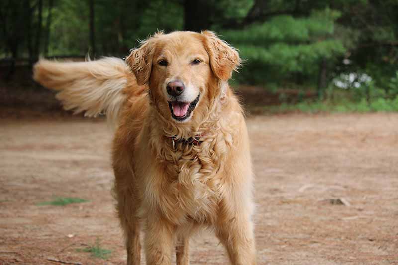 The appearance of Rat Terrier and Golden Retriever mix