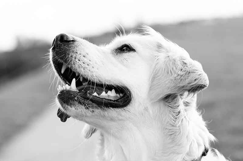 How long do Rat Terrier and Golden Retriever mix dogs live?