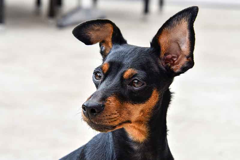 Rat Terrier And Mini Pinscher Mix (Rat-Pin) - Hybrid Dog Breed Info