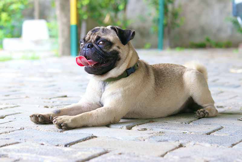 The appearance of Rat Terrier and Pug mix