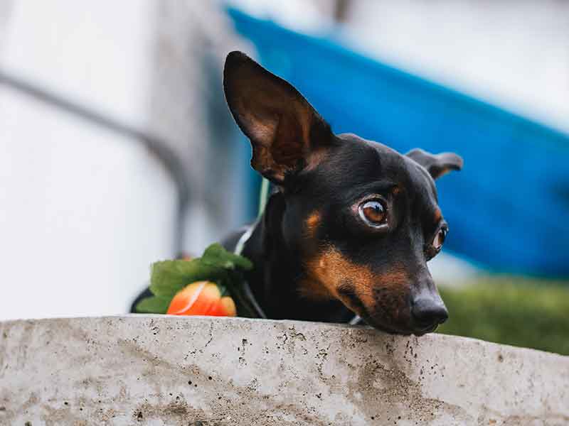How much do Rat Terrier and Mini Pinscher Mixed puppies cost?