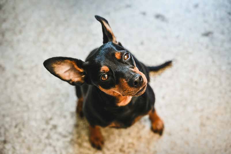 The appearance of Mini Pinscher and Rat Terrier mixed