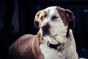 Rat Terrier And Pitbull Mix (Rat-Bull) Hybrid Dog Breed Facts