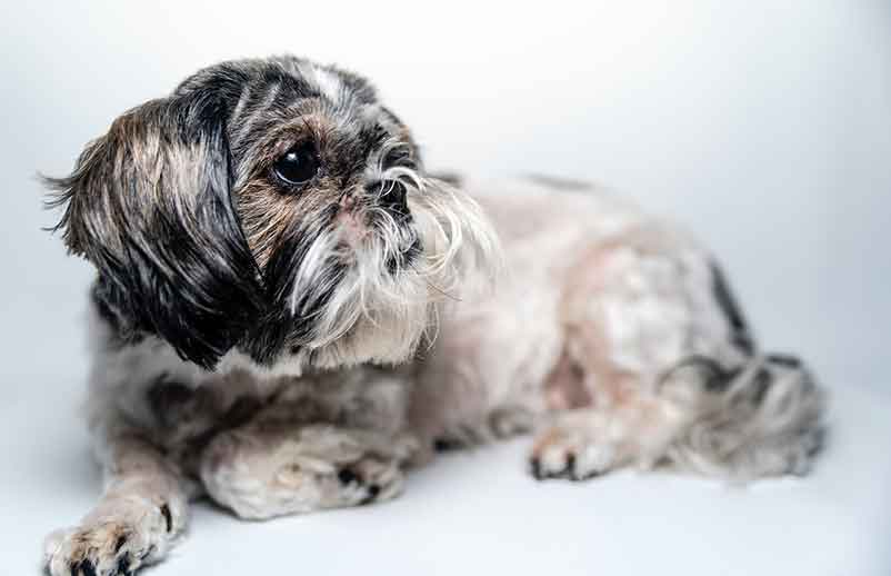 How long do Shih Tzu and Rat Terrier mix dogs live?
