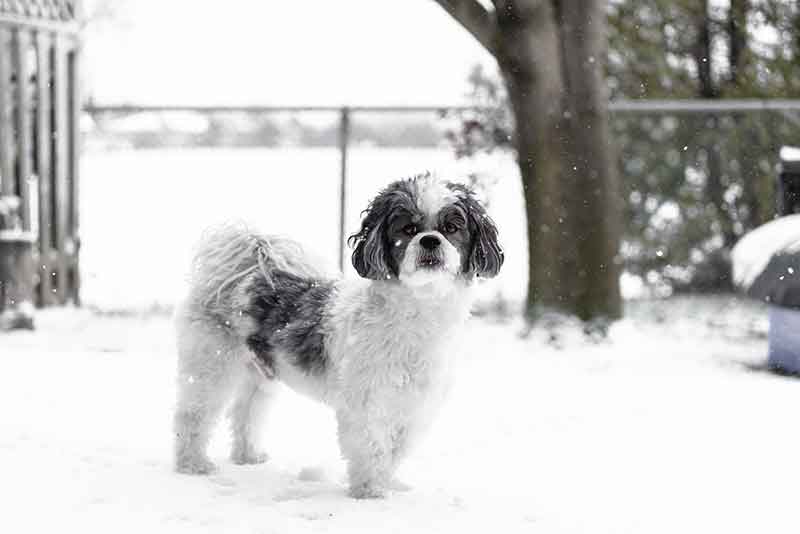 The appearance of Rat Terrier and Shih Tzu mix