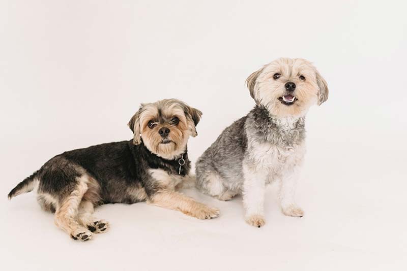 How long do Rat Terrier and Yorkshire Terrier mix dogs live?