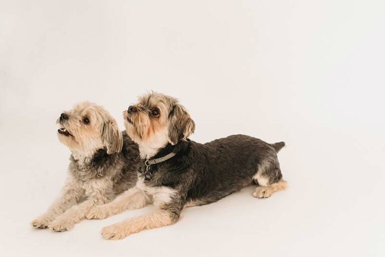Rat Terrier Yorkshire Terrier Mix (Rat-Shire) – Hybrid Dog Breed Info
