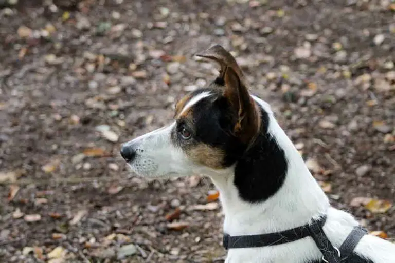 What Kind Of Ears Do Rat Terriers Have? Floppy Or Stand-Up?