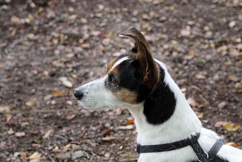 What Kind Of Ears Do Rat Terriers Have? Floppy Or Stand-Up?