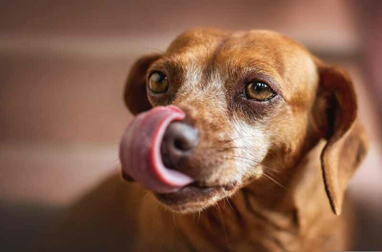 Why Do Dogs Lick Your Face When You Cry? Explained