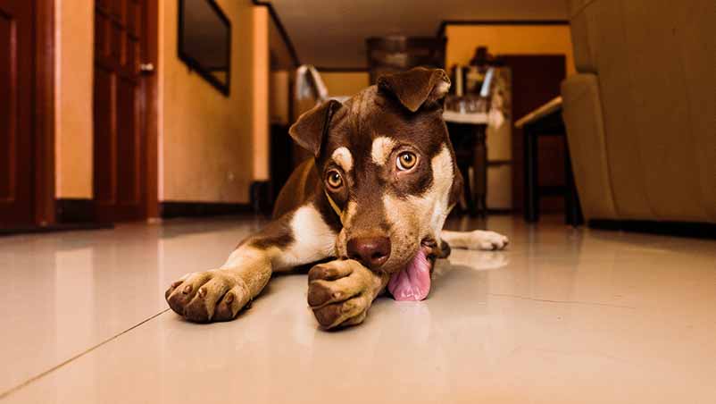 Why Does My Dog Lick Me After Eating? Explained