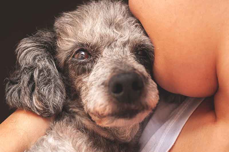 Why Does My Dog Lick Me More Than Anyone Else? Reasons Explained