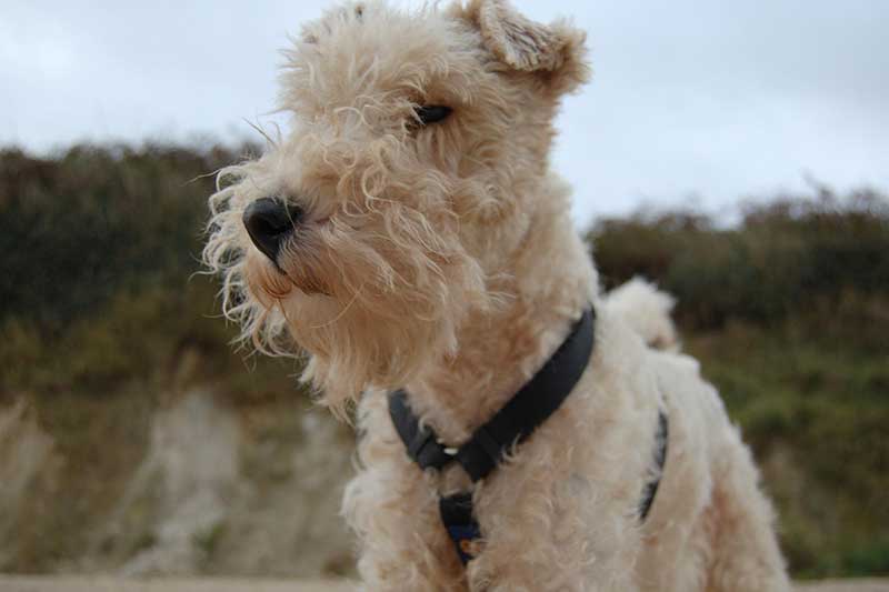 Are Fox Terriers Affectionate Dogs? How Do They Show It?