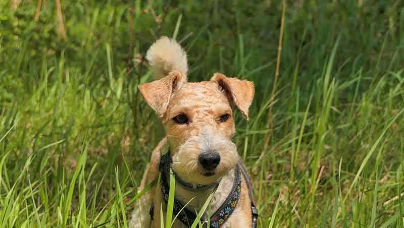 Are Fox Terriers Good Pets? Yes; But Read This First