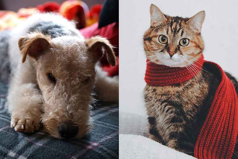 Are Fox Terriers Good With Cats? Tips For Getting Them Along