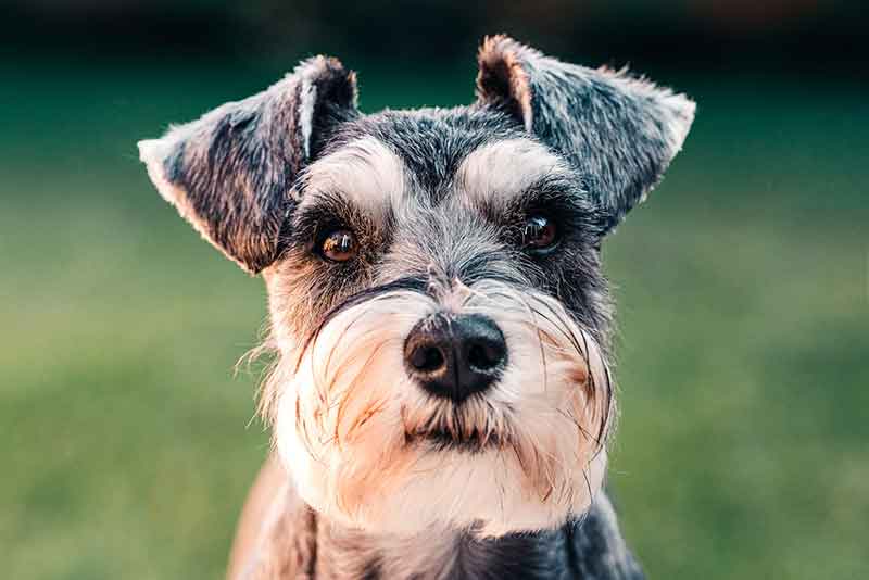 Are Fox Terriers Obedient Dogs? Answered With Tips