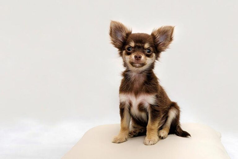 Fox Terrier Chihuahua Mix (Chi-Fox / Taco Terrier) Hybrid Breed