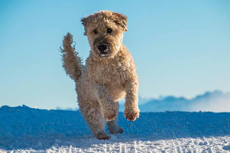How Big Do Fox Terriers Get? Fox Terrier's Size and Weight