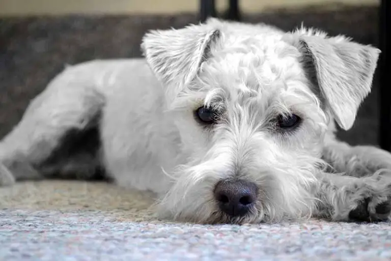 How Long Do Fox Terriers Live? Tips For A Longer Lifespan