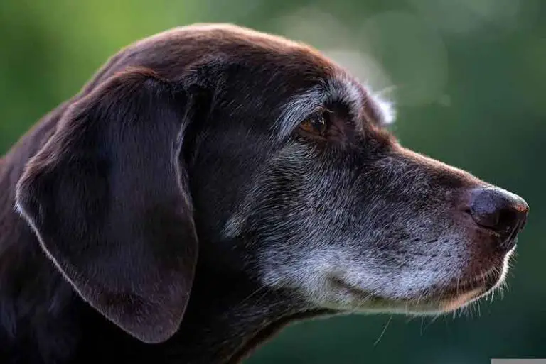 Rat Terrier And Labrador Mix (Lab-Rat) – Hybrid Dog Breed Info