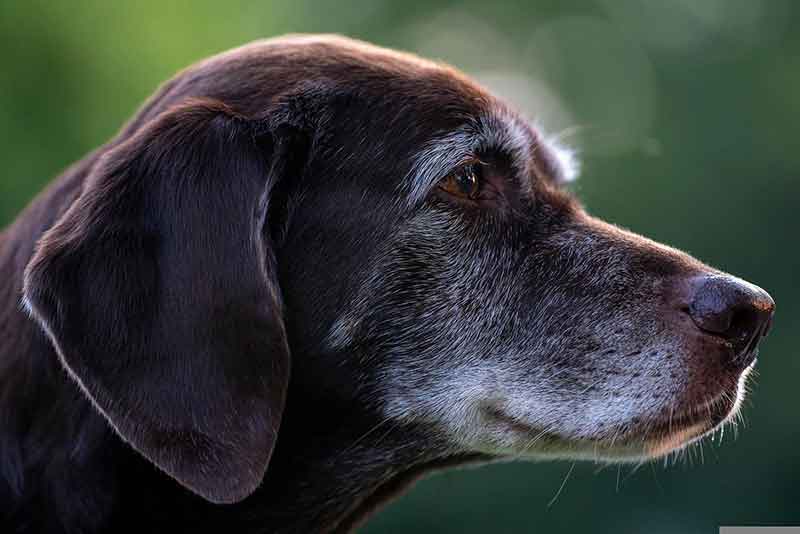 Rat Terrier And Labrador Mix (Lab-Rat) - Hybrid Dog Breed Info