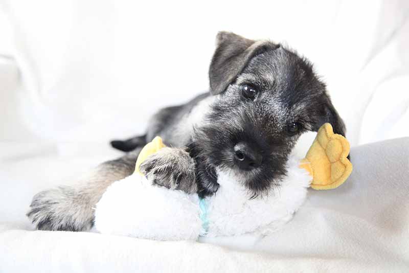 How long do Rat Terrier and Schnauzer mix dogs live?