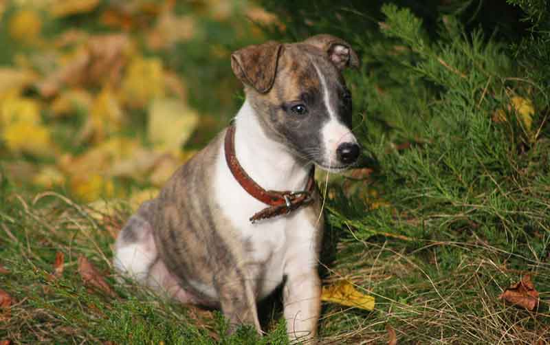 How long do Rat Terrier and Whippet mix dogs live?