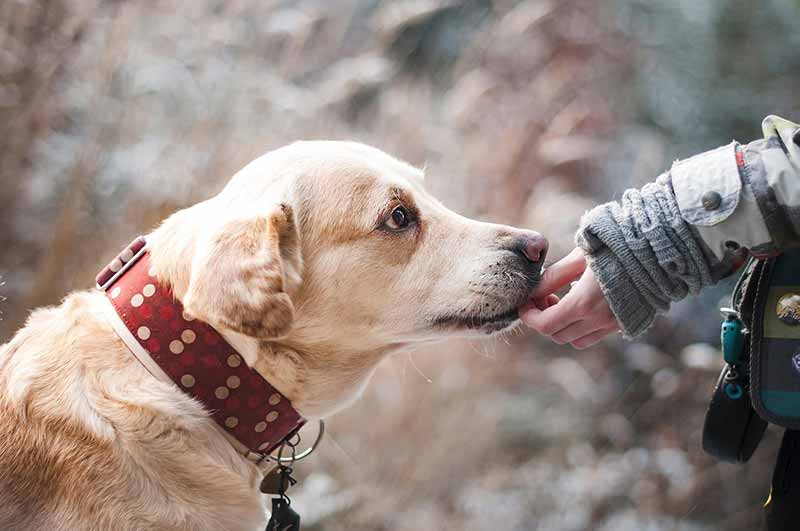 What Does It Mean When A Dog Licks Your Hands Constantly?