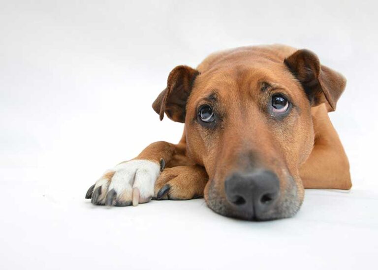 I Yelled At My Dog; Will He Forgive Me?