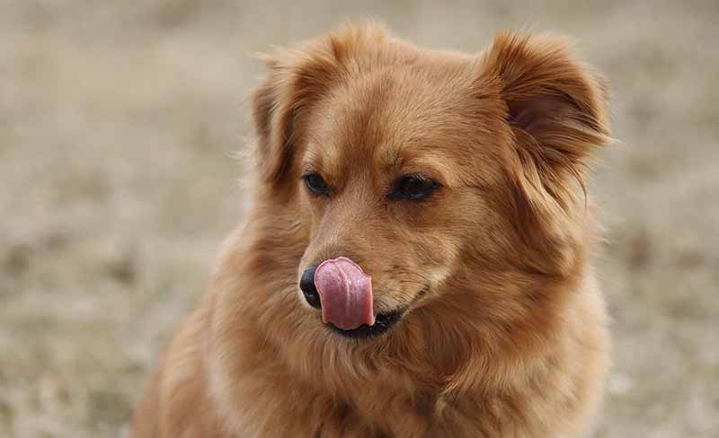 Is Dog Saliva Good For Your Skin? FAQs Explained