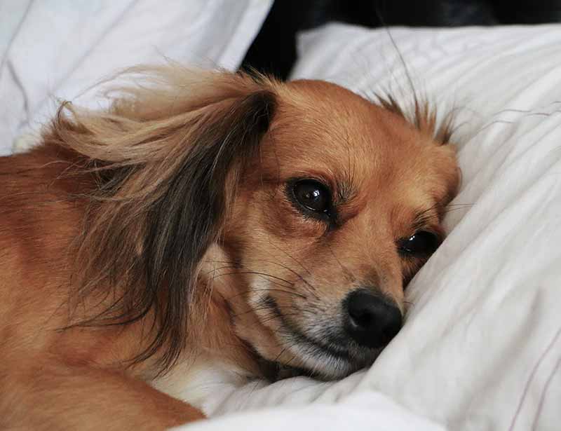 What Does It Mean When Your Dog Wants To Be Alone? Reasons Explained With Tips
