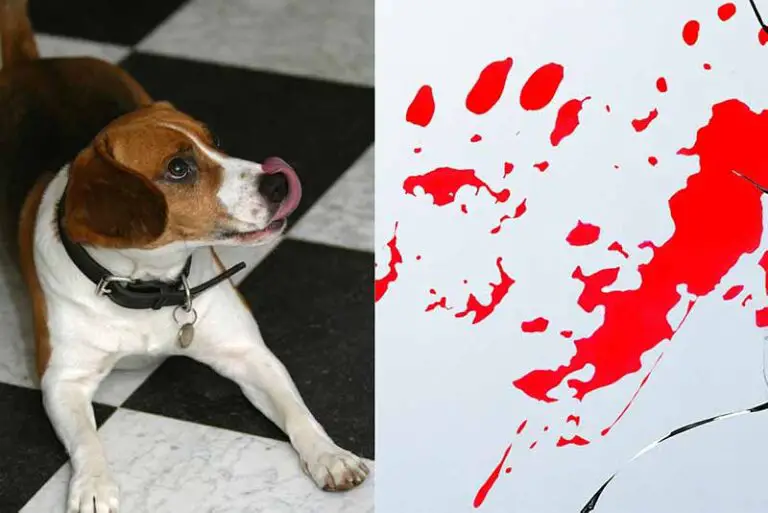 What Happens If A Dog Licks Human Blood? Can Dogs Get Sick?