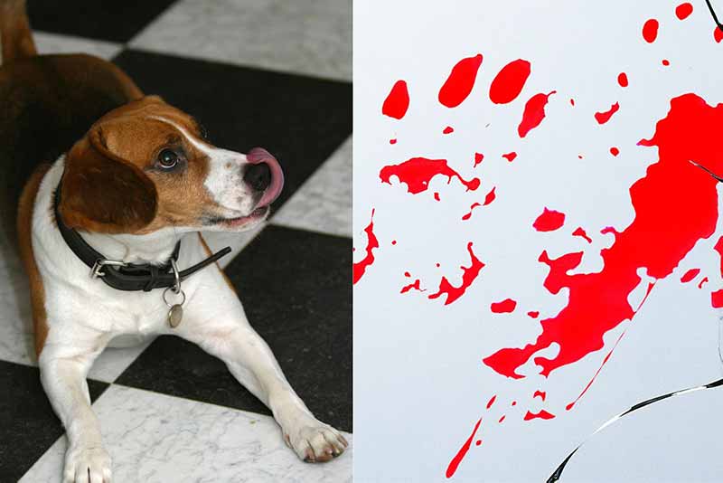 What Happens If A Dog Licks Human Blood?