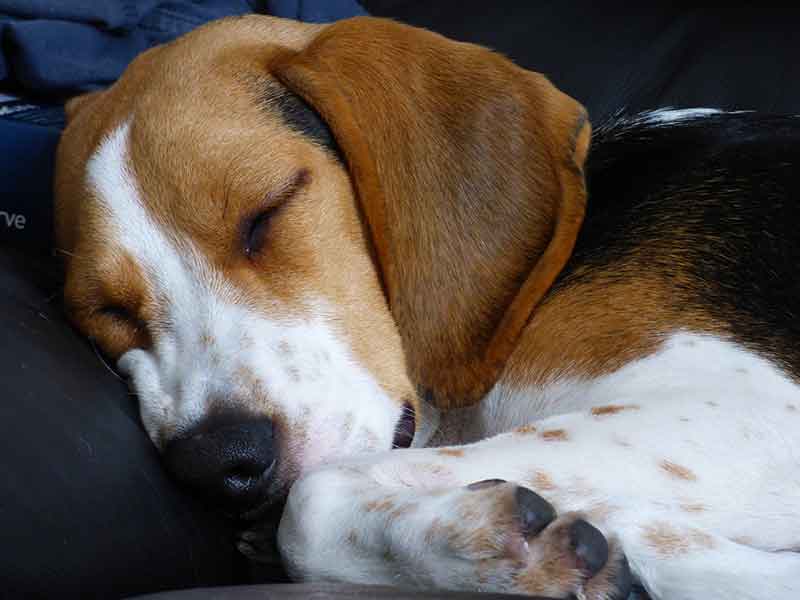 Why Do Dogs Press Against You When They Sleep?