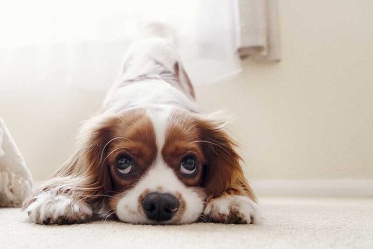 Why Do Dogs Put Their Head Down And Bum Up?