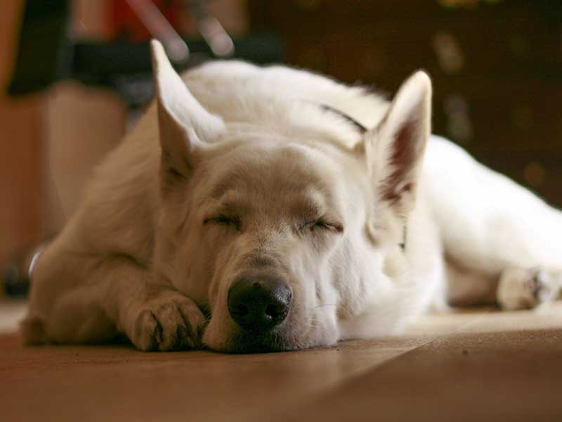 Why Do Dogs Sleep With Their Bum Facing You? Reasons Explained