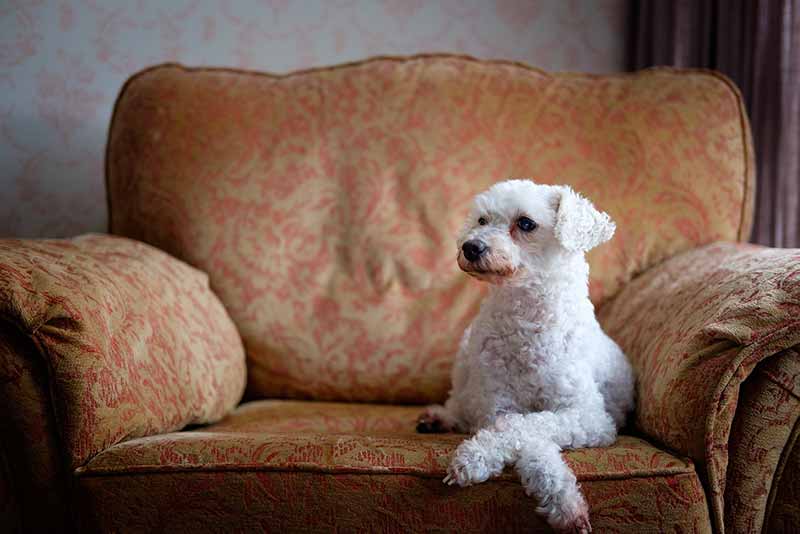 Why Does My Dog Sit Alone In Another Room? Explained With Tips
