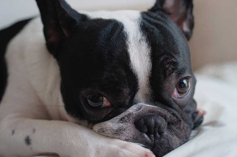 Why Does My Dog Stare At Me While Lying Down? Reasons Explained