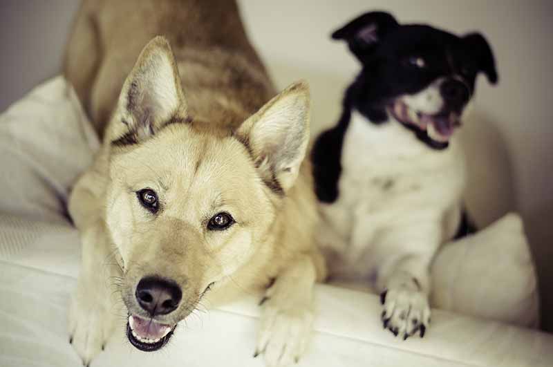 How long do Rat Terrier and Husky mix dogs live?
