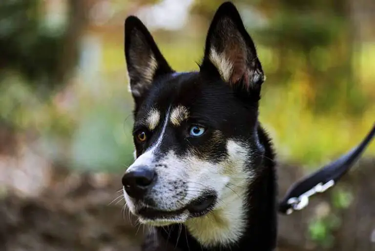 Rat Terrier And Husky Mix (RatSky) – Hybrid Dog Breed Info