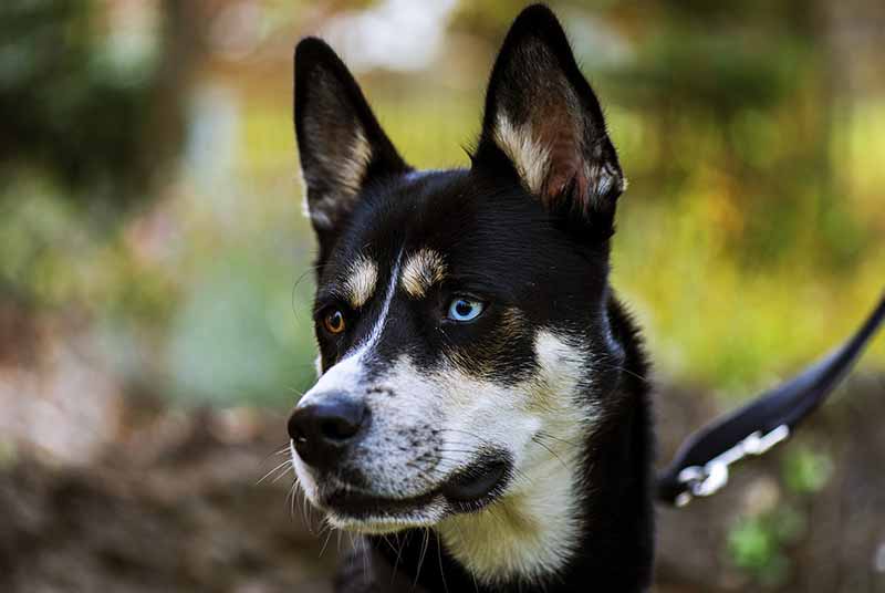 Rat Terrier And Husky Mix (Ratsky) - Hybrid Dog Breed Info
