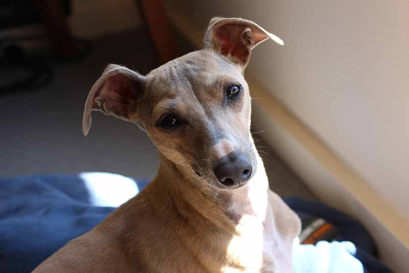 How long do Rat Terrier and Italian Greyhound mixed dogs live?