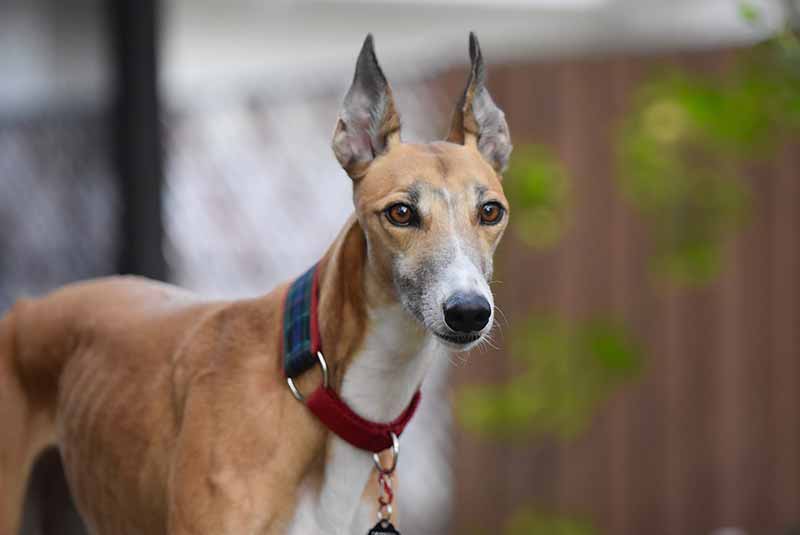 The appearance of Italian Greyhound Rat Terrier mixes