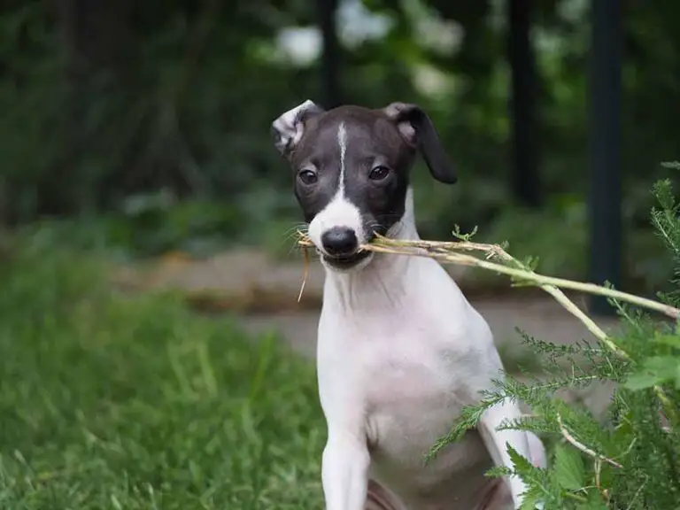 Rat Terrier And Italian Greyhound Mix - Hybrid Dog Breed Info