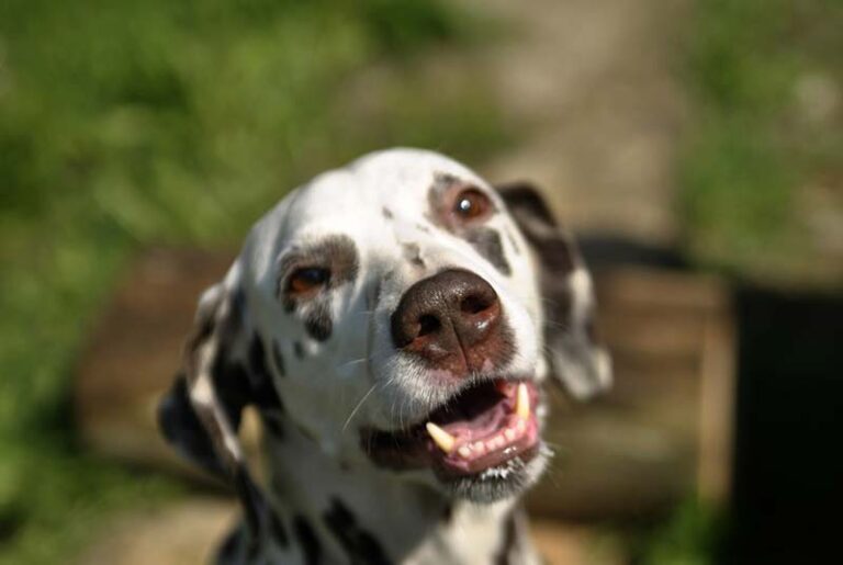 Rat Terrier Dalmatian Mix (Dal-Rat) - Hybrid Dog Breed Info