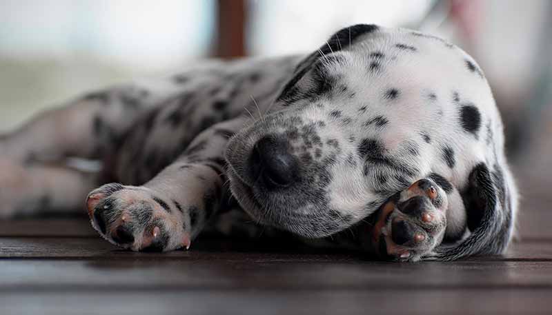 How long do Rat Terrier and Dalmatian mix dogs live?