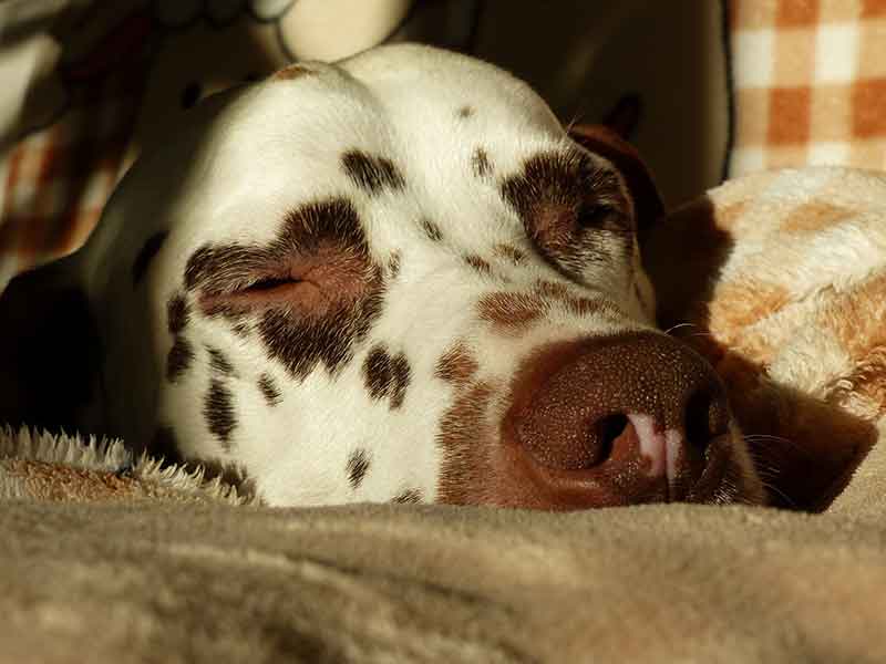 The appearance of Rat Terrier and Dalmatian mix