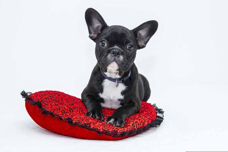 Signs Your Puppy Is Settling In – FAQs Answered
