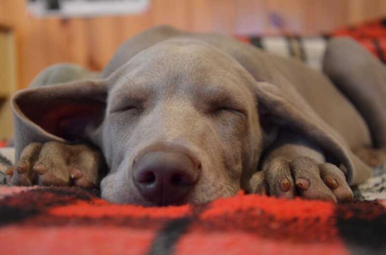 What Is The Ideal Temperature For A Dog To Sleep? In Celsius & Fahrenheit