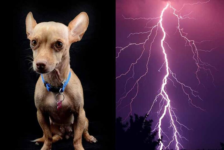 Why Are Dogs Scared Of Thunder? Why Do They Shake? How To Calm?